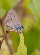 Gentiaanblauwtje (male) 15.08. - 06